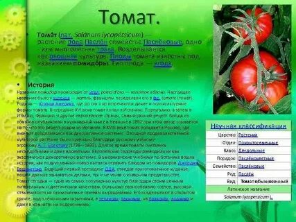 Какое растение имеет плод томат
