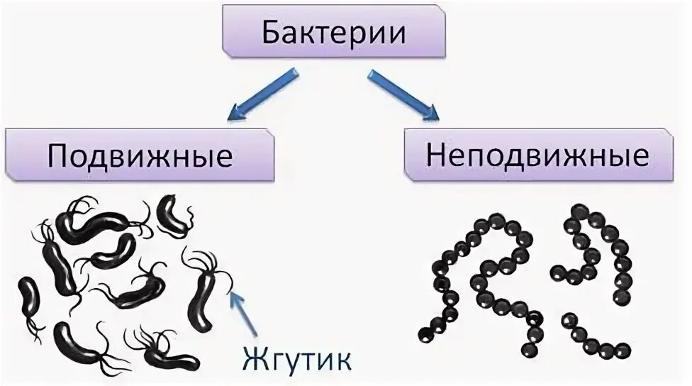 Подвижные бактерии. Подвижные и неподвижные формы бактерий. подвижные формы бактерий. способы передвижения бактерий. способы движения бактерий.
