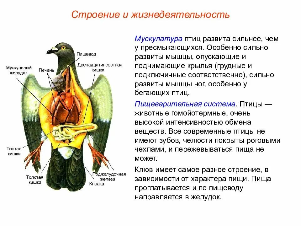 Какую функцию у птиц. Мышечное строение птицы. особенности строения и жизнедеятельности птиц. особенности строения птиц. строение и жизнедеятельность птиц.