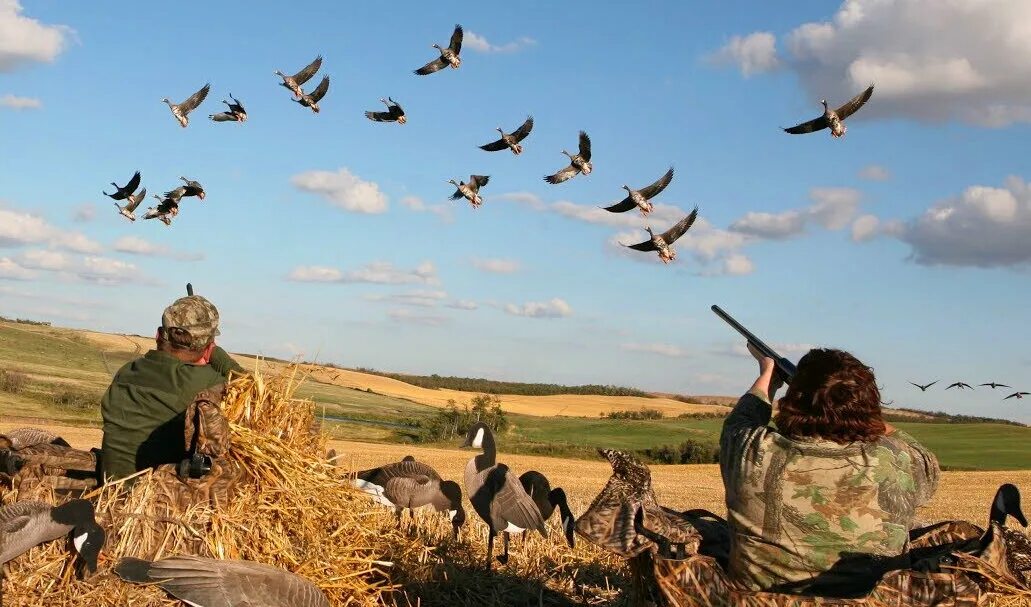 Охота на гуся в Казахстане осень 2022. Bult hunting требования