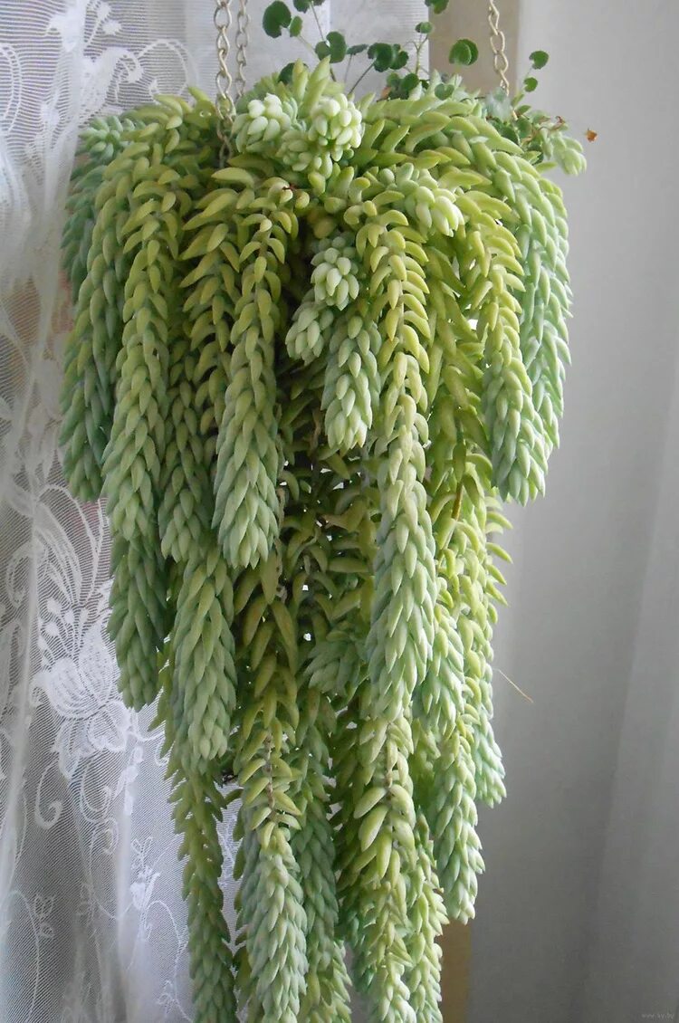 Суккулент очиток моргана. Очиток моргана sedum morganianum. Седум морганианум. Очиток моргана обезьяний хвост. Обезьяний хвост цветок.