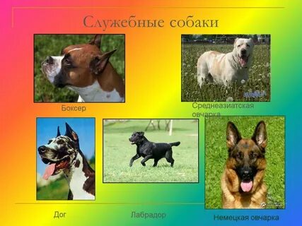 Презентация про собаку 1 класс