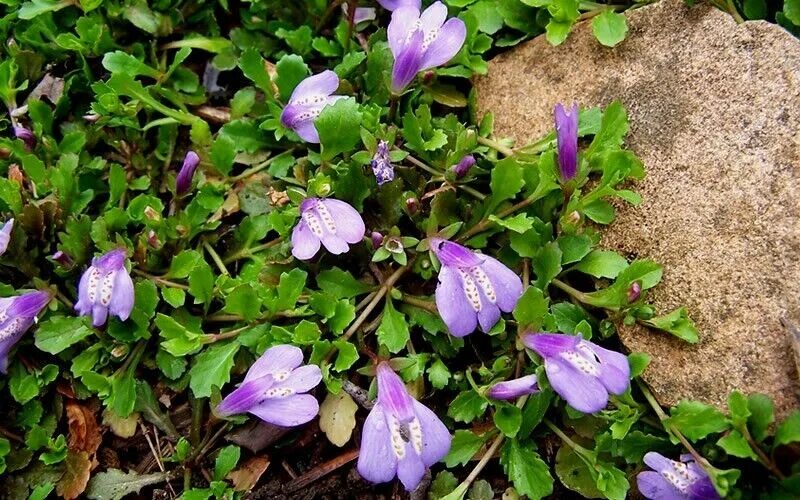 Мазус ползучий. Мазус почвопокровный. Мазус ползучий (mazus reptans). Мазус Purple. Мазус купить семена