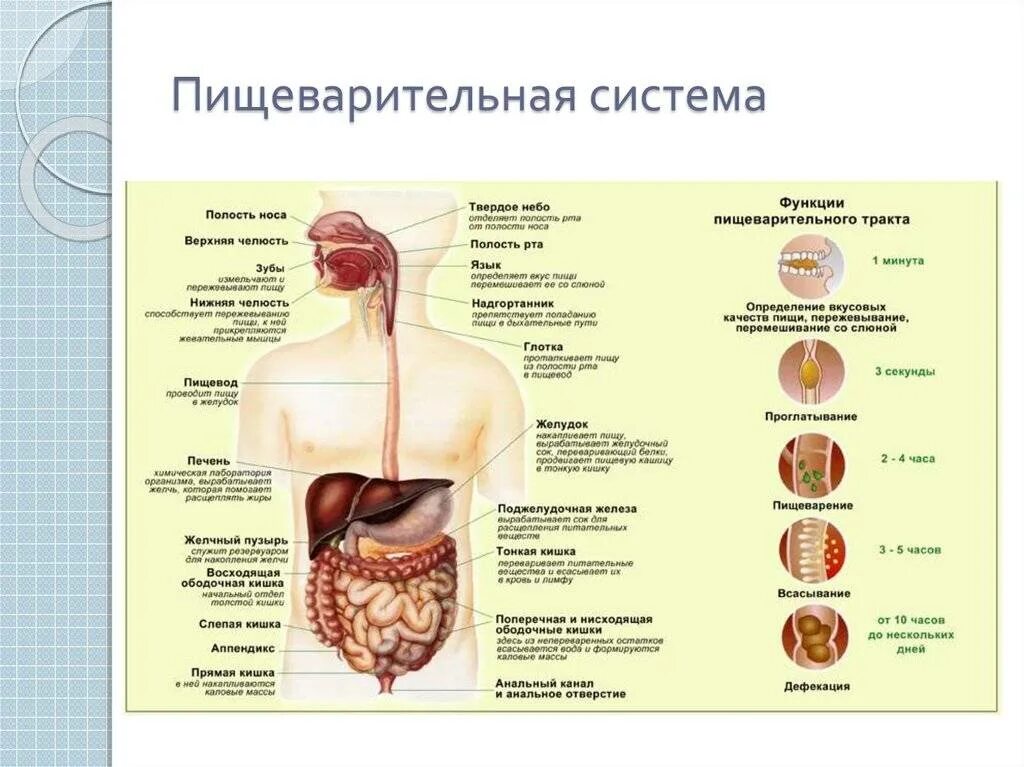 Движение пищи по пищеварительной системе схема. Основные симптомы болезней органов пищеварения. Структура и функции пищеварительного тракта схема. Пищеварение (орган - строение -процессы). Этапов процесса пищеварения в организме человека