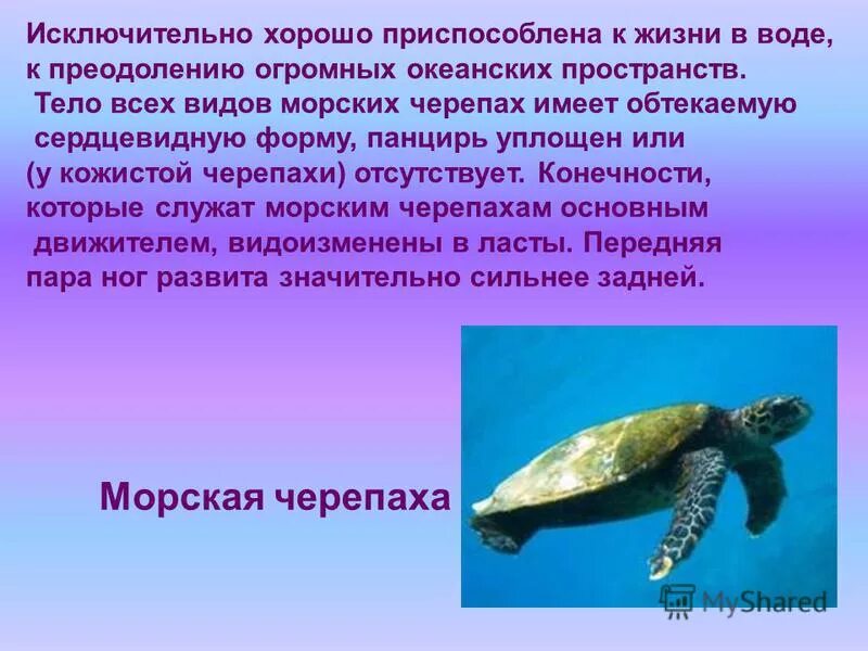 Черепаха приспособленность. Как морские черепахи приспособились к жизни в воде. Морские звери приспособлены к жизни. Приспособление черепахи для жизни в воде. Как приспособлены черепахи.