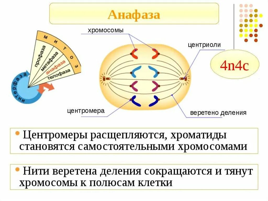 Хроматиды в метафазе митоза. Анафаза митоза строение. Образование веретена деления структура клетки. Центриоли нити веретена деления. Веретено деления клетки функции.