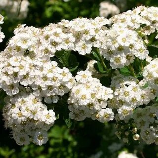 Спирея уайт карпет