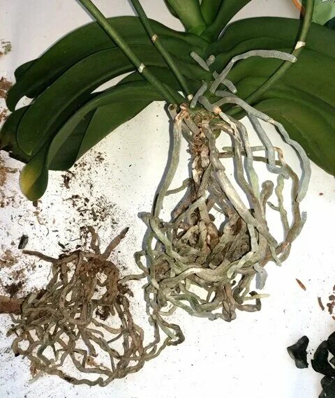 Пересадка орхидеи. Пересадка орхидей весной. Пересадка орхидеи в домашних условиях пошагово с корнями. Орхидея пересадка после покупки.