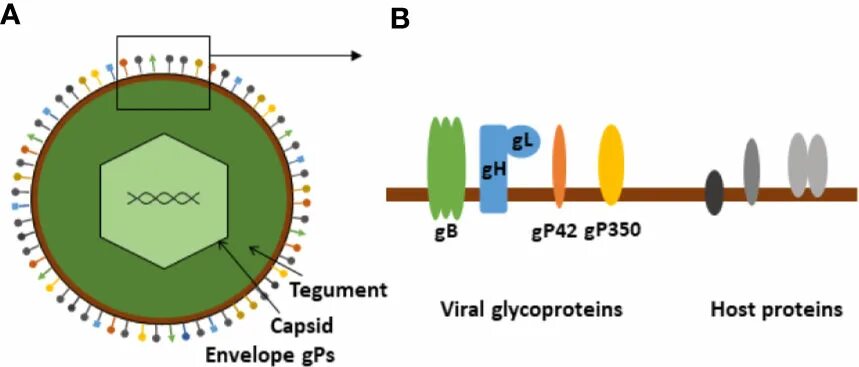 Virus капсидный белок. ДНК EBV что это такое. VCA вирус. Эпштейн Барр - EBV VCA IGM. Вирус Эпштейна-Барр ― возбудитель.