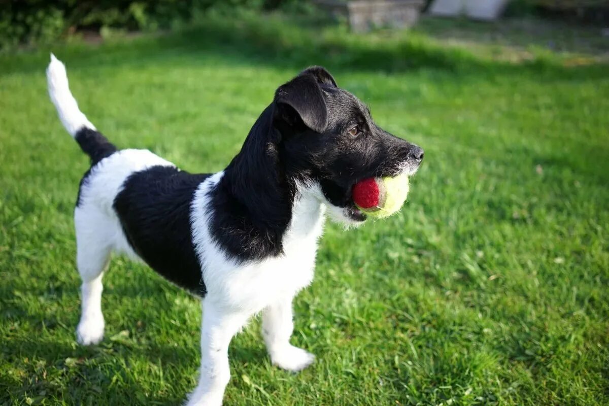 Джек-рассел-терьер черный. Парсон-рассел-терьер. Джек-рассел-терьер черный. Рассел терьер черный. Рассел терьер черный.