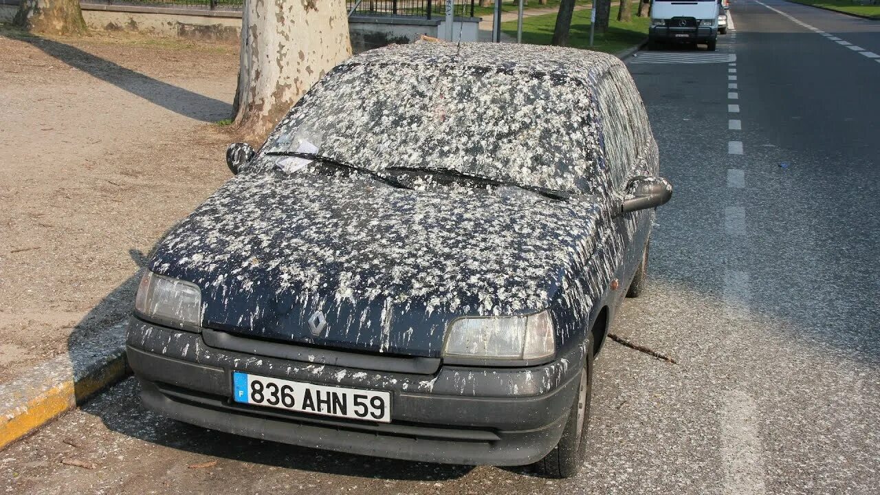 Птички машину обосрали. Голубь демотиватор. Птица гадит на машину. Birds are not real. Птица гадит на машину.
