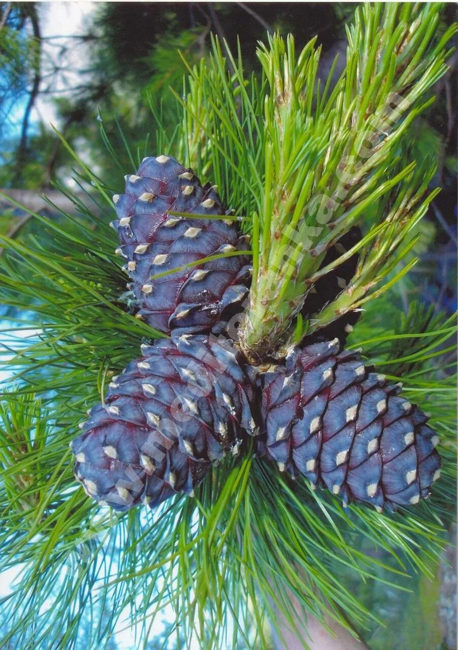 Кедр хвойная порода. Сибирский кедр (Pinus sibirica du Tour). Кедр Сибирский Pinus sibirica. Сибирский кедр Pinus Cembra. Кедр сосна Сибирская шишки.