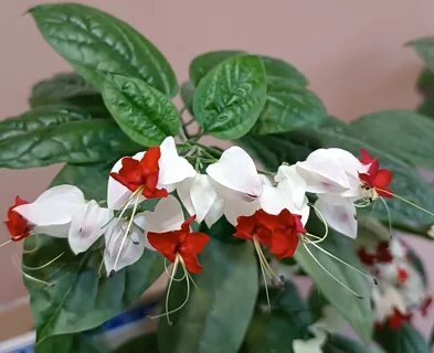 Грунт для клеродендрума
