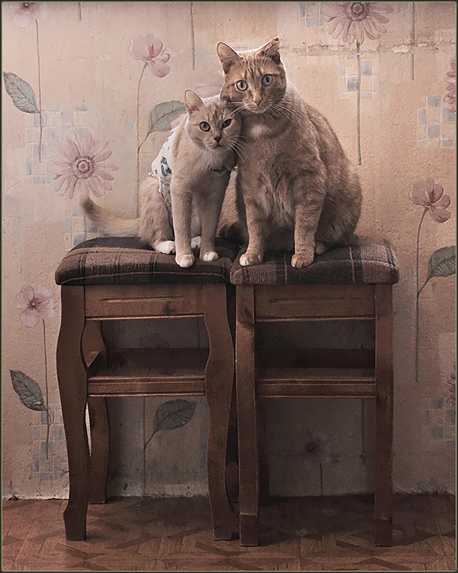 Вместе сижу. Две кошечки. старая кошка. два кота. котики вместе.