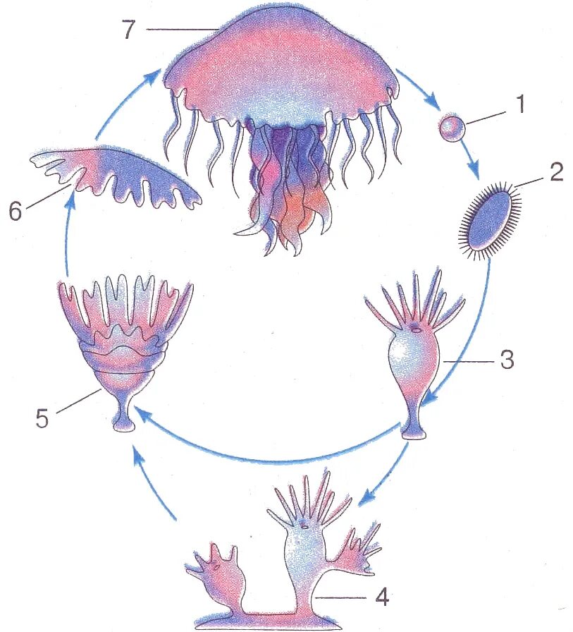 Стадия жизненного цикла медузы. Жизненный цикл медузы Аурелии. Цикл развития сцифоидной медузы. Жизненный цикл Аурелии.