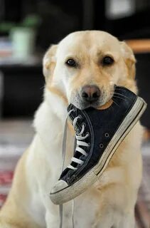 Dog dog обувь