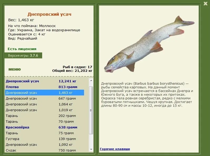 карпе даем. корма для карпа. кормление рыб. карпе даем. карпе даем.