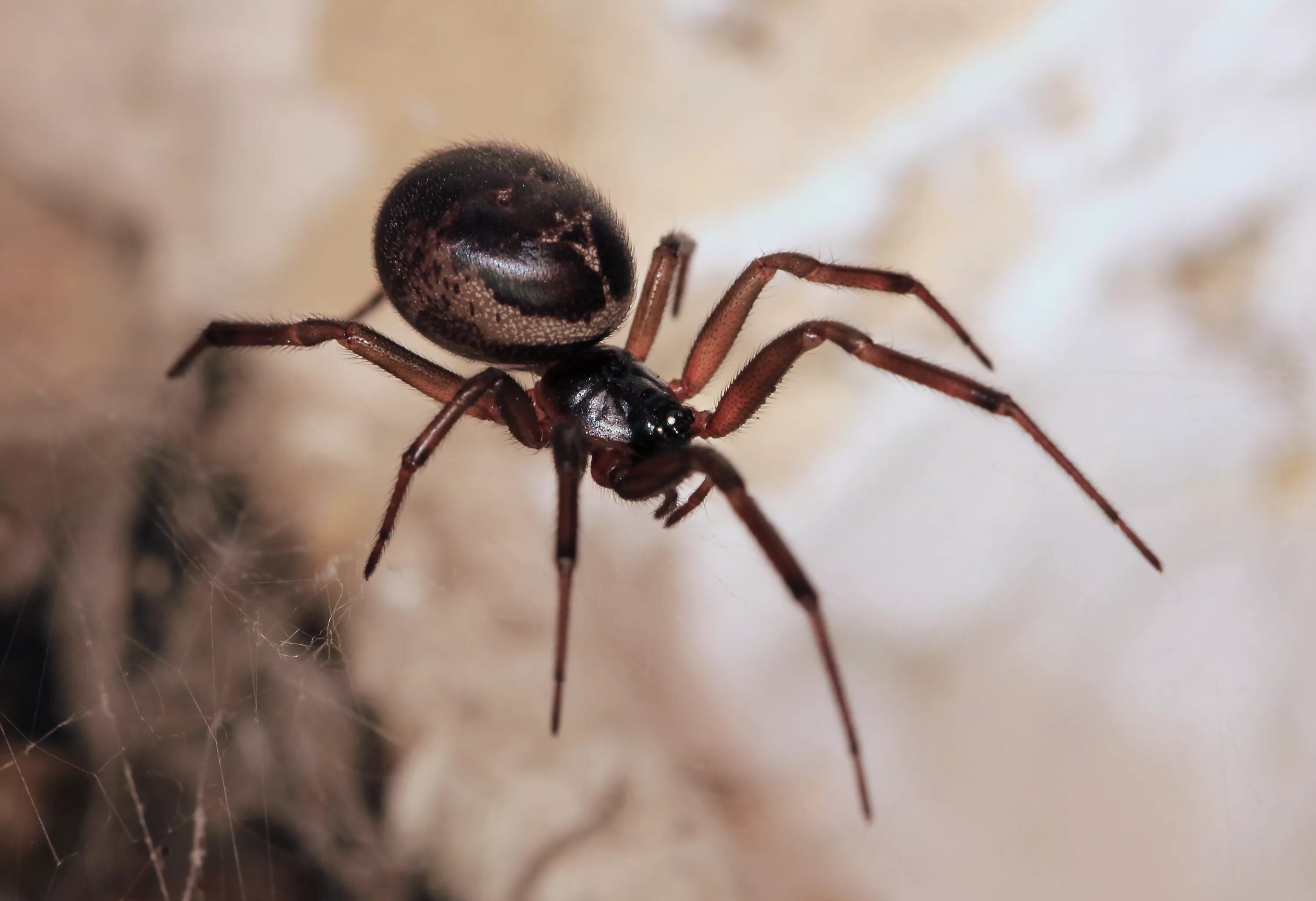 Стеатода крупная. Steatoda Nobilis. Стеатода Гросса паук. Стеатода черная паук. Steatoda Nobilis паук чёрный.