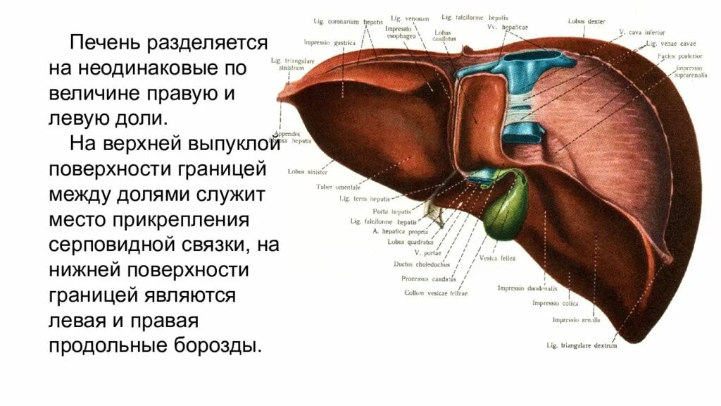 Печень расположена в полости. Доли висцеральной поверхности печени. Борозды печени на висцеральной поверхности. Диафрагмальная поверхность печени анатомия. Диафрагмальная и висцеральная поверхность печени.