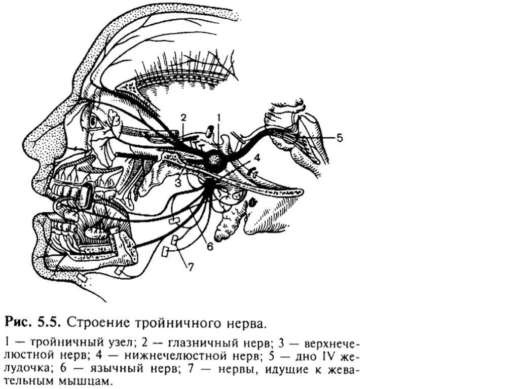 Строение тройничного нерва. Тройничный нерв анатомия схема. Ветви тройничного нерва анатомия. Тройничный нерв анатомия ветви схема. Лицевой нерв челюсти