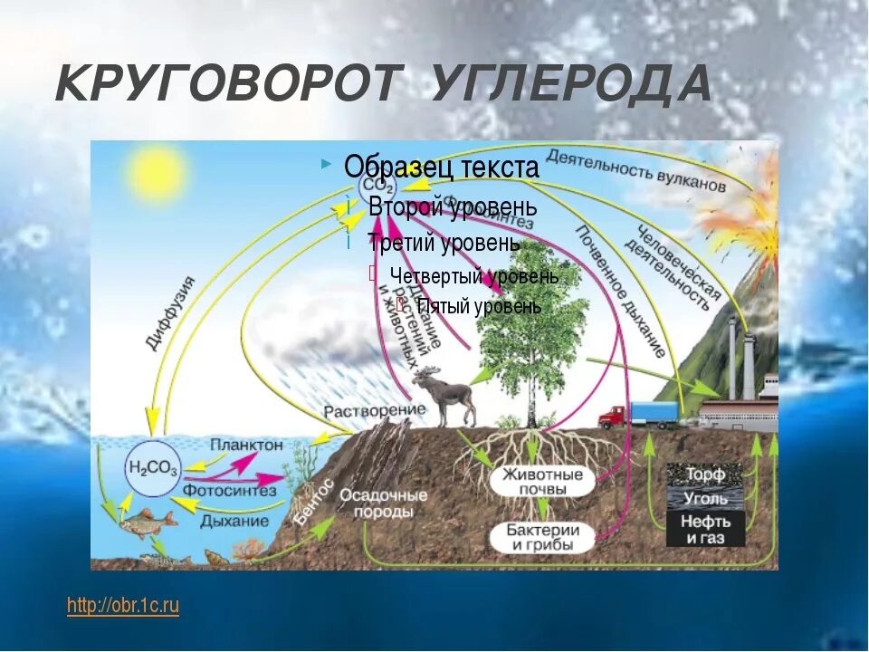 Круговорот углерода (по ф. Рамад, 1981). Круговорот углерода в п. Круговорот веществ углерода схема. Круговорот кглерода в природ.