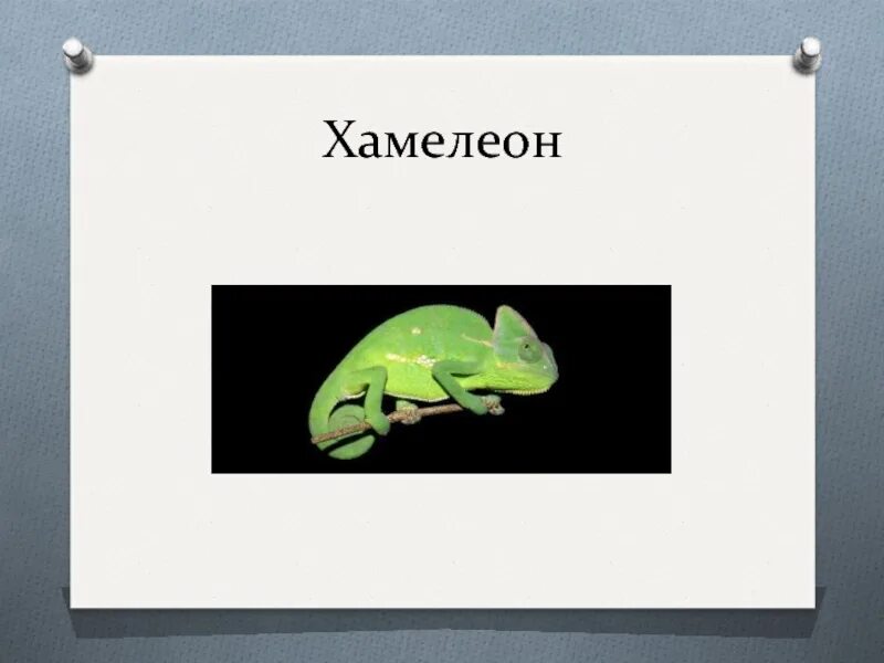 Хамелеон презентация. Рассказ хамелеон. Хамелеон читательский дневник. Иллюстрация к произведению хамелеон. Буланов хамелеон 2 читать