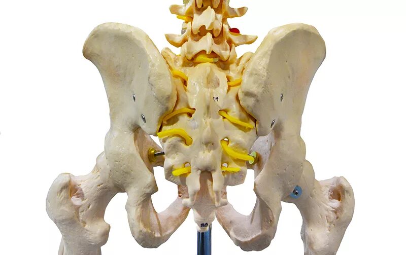 Поясница крестец. Крестец позвоночника. Крестец анатомия. Крестца s2-s3 анатомия.