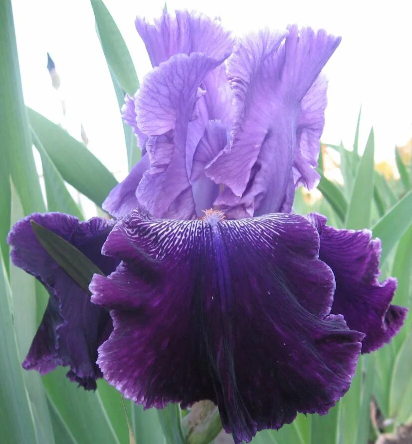 Ирис petticoat shuffle. Ирис п. Цветы ирисы. Ирис бородатый синий. Ирис girraven.