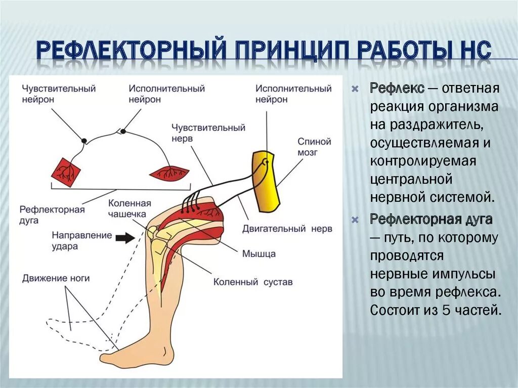 Где находится рефлекс