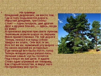 Пушкин сосны