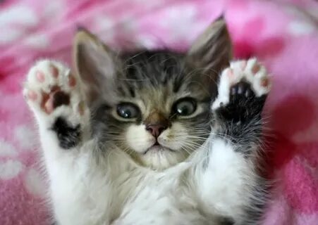 Самый добрый котенок