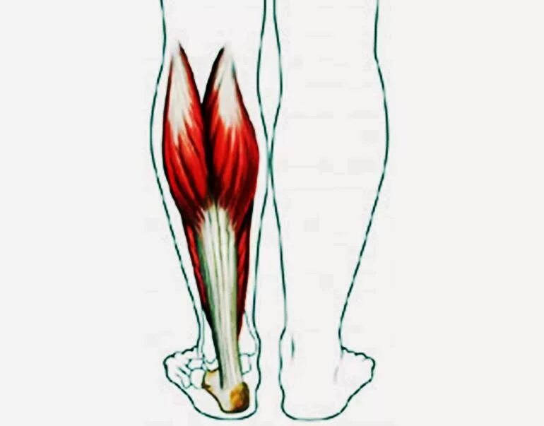Ступня мышцы болят. Мышцы голени камбаловидная мышца. Икроножная мышца голени. Камбаловидная мышца голени анатомия. Трехглавая мышца голени анатомия.