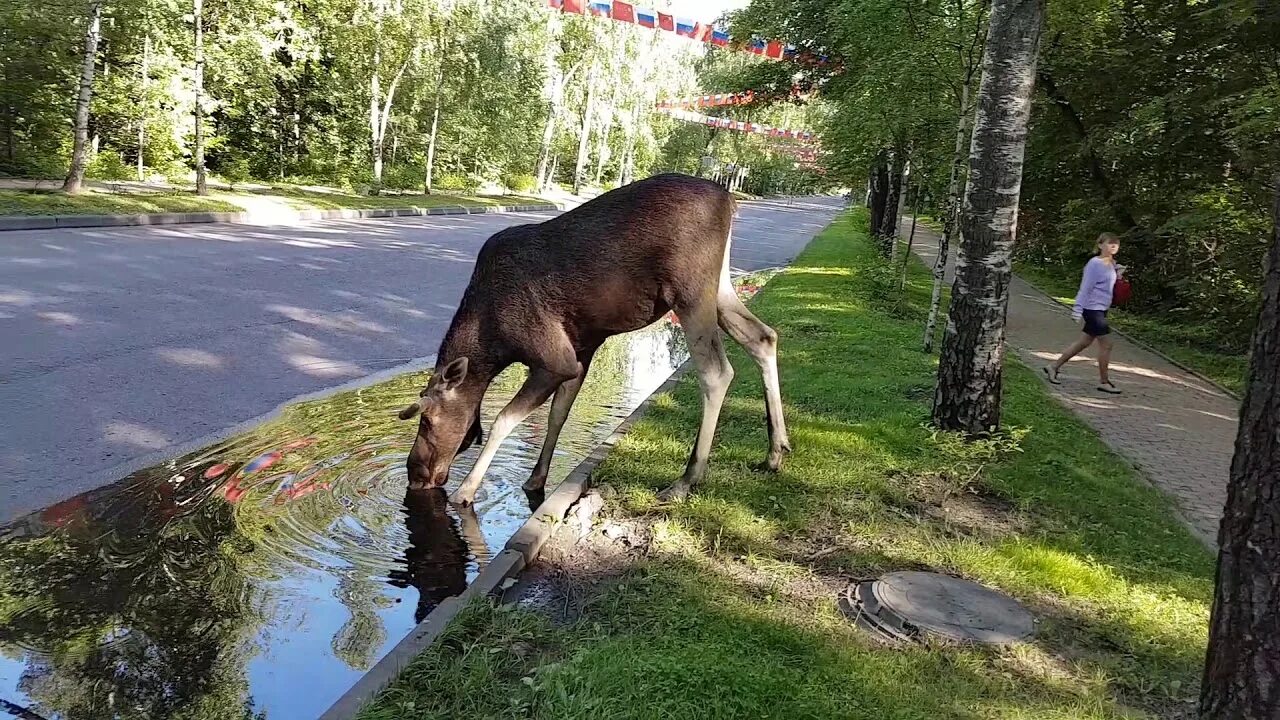 Лосиные пруды. Лось купается в Сокольниках. Парк Сокольники лоси. Лоси в парке Сокольники. Пруд Лось Лосиный остров.