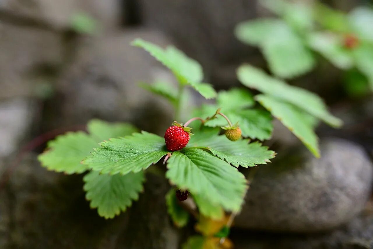 трава листья земляники. земляника лесная. трава листья земляники. трава листья земляники. трава листья земляники.