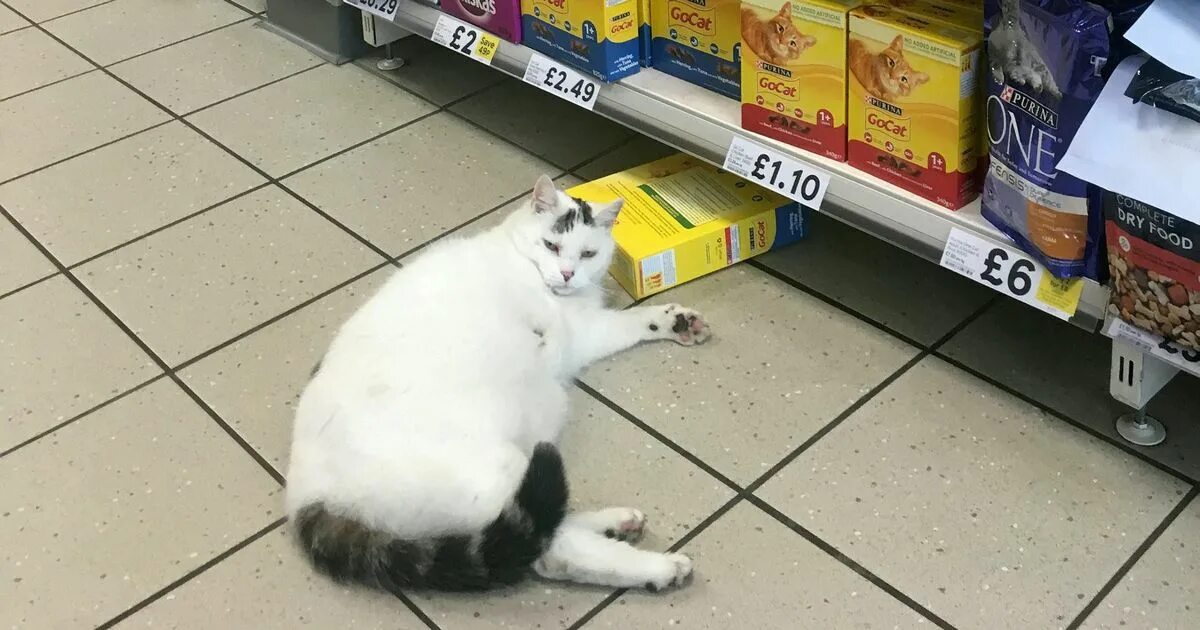 Кот не заходит в бар. Кот в магазине. коты в супермаркете. кот в продуктовом магазине. магазин котик.