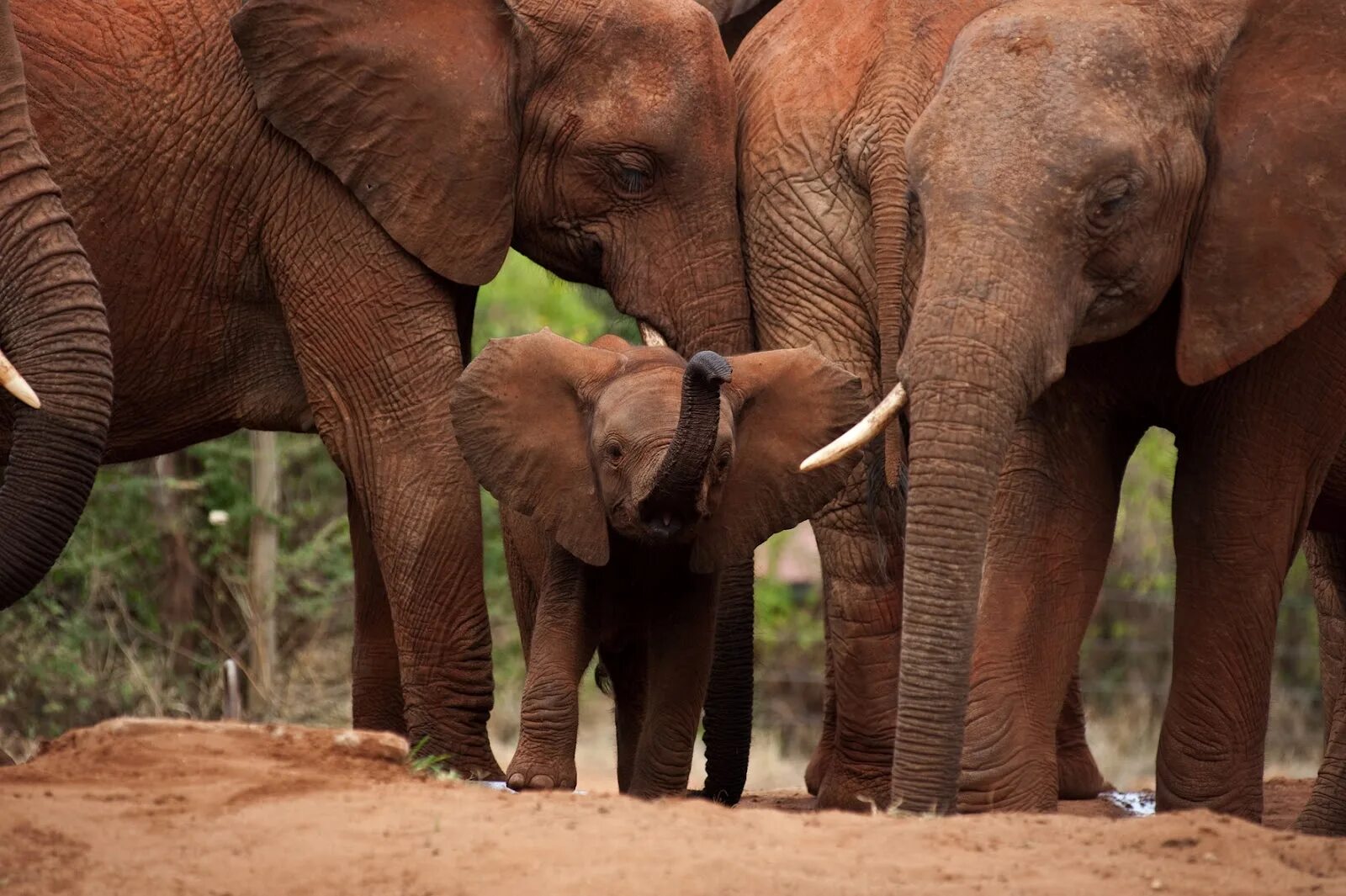 Elephants are big cats. Популяция слонов. Слоны на воле. Пища слонов. Слон травоядный.