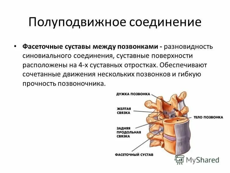 Лобковые кости полуподвижные