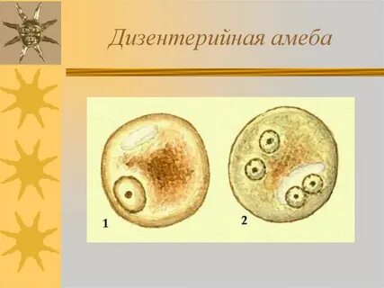 Дизентерийная амеба тип дыхания