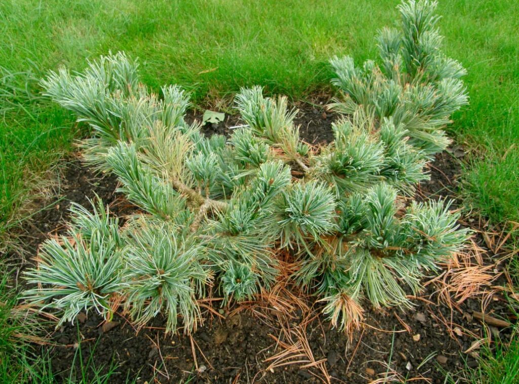 Как посадить кедровый. Кедровый стланик (pinus pumila). кедровый стланик глаука. сосна кедровый стланик park. pinus pumila jeddeloh.
