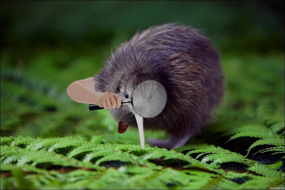Kiwi ears ke4