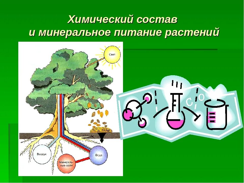 Питание растворенными минеральными веществами. Схема минерального питания растений 6 класс биология. Минеральное питание растений. Минеральное питание растений схема. Минеральпитание растения.