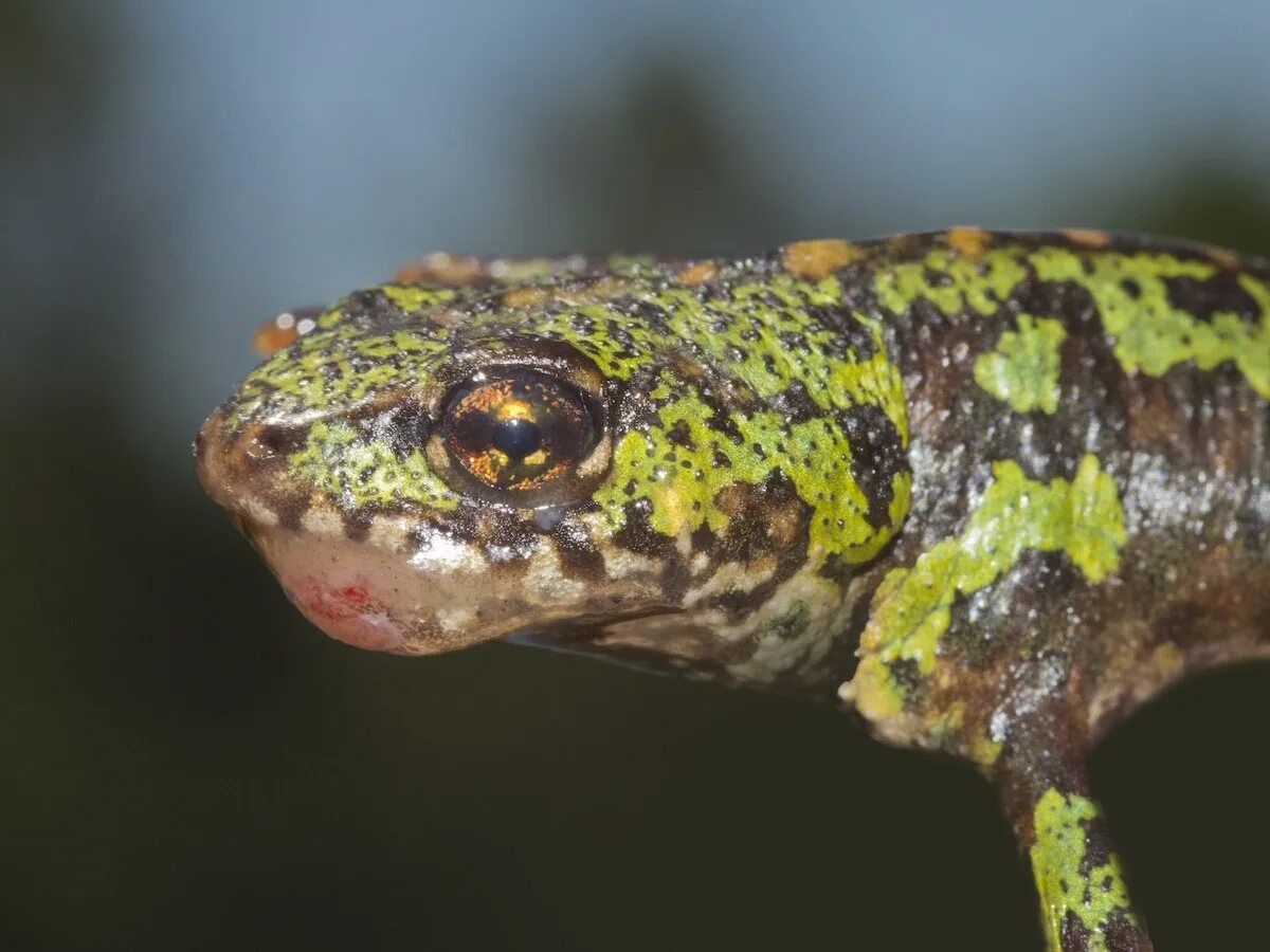 Мраморный Тритон. Иридовирусы. Тритон черепаховый. Pardachirus marmoratus.