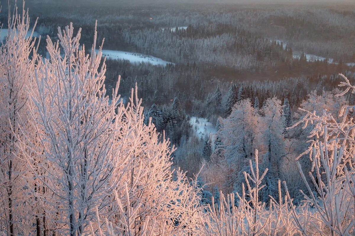 метель в лесу.