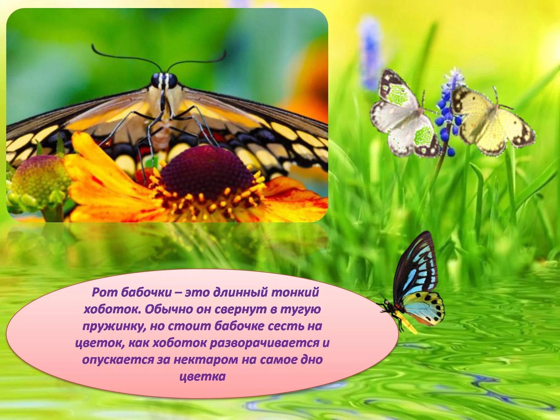 Бабочка составить слова. Бабочки для презентации. Презентация бабочки для дошкольников. Мир бабочек презентация. Бабочки для презентации для детей.