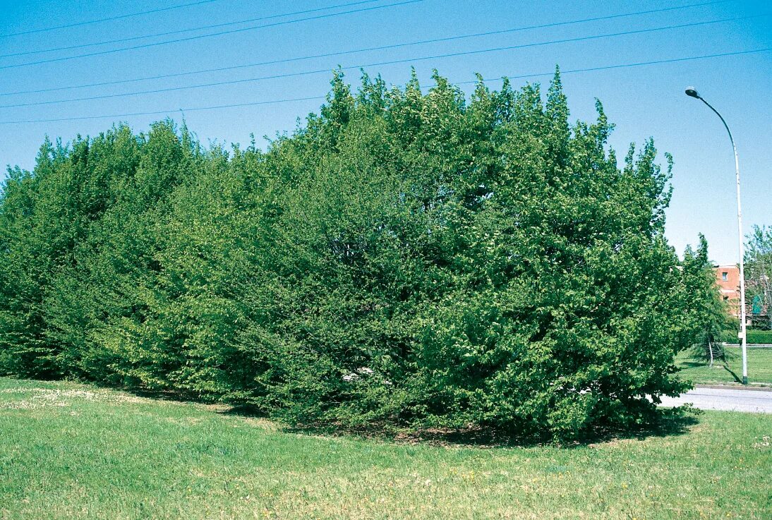 Какие деревья на южную сторону. Carpinus betulus Lucas. Carpinus betulus изгородь. Carpinus betulus 'Fastigiata'. Carpinus betulus шпалера.