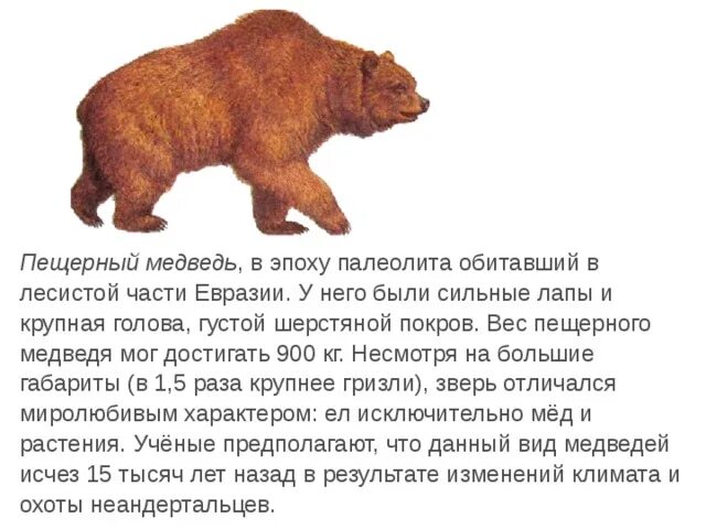 На рисунке изображен медведь. Пещерный медведь описание. пещерный медведь размеры. пещерный медведь сообщение. пещерный медведь краткое описание.