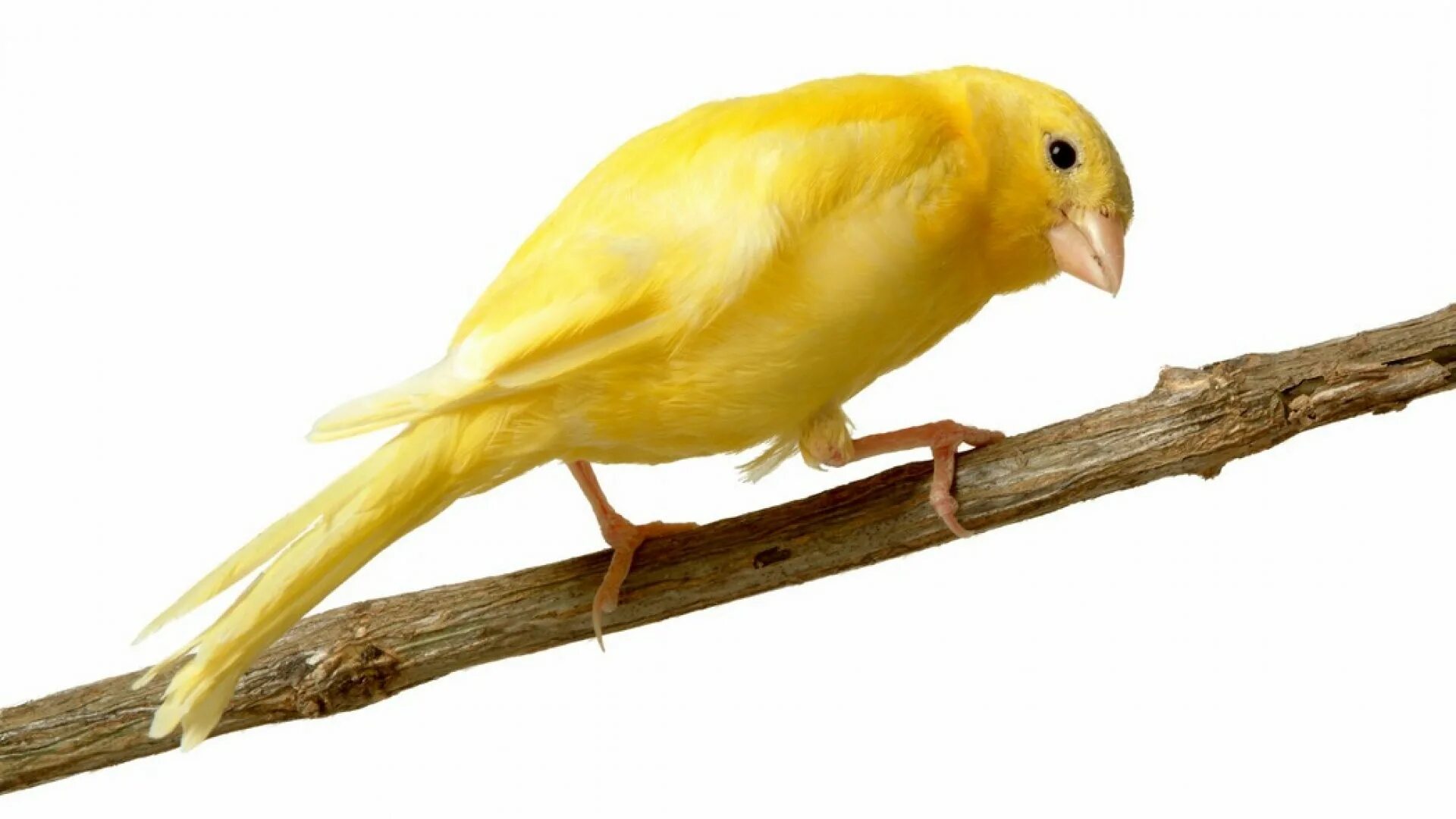 Canary перевод. Канарейка кенар. Попугай кенар. Желтая канарейка. Канарейка Ватерслайгер.