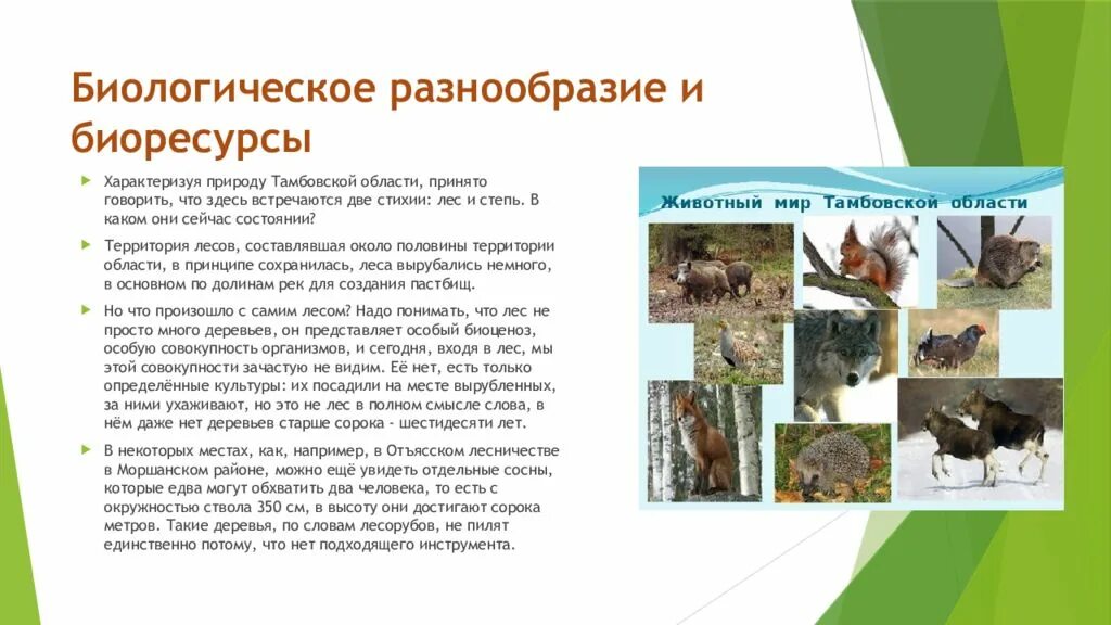 Видовые разнообразия животных. Биологическое разнообразие. биоразнообразие видовое разнообразие. видовое разнообразие животных. биоразнообразие презентация.