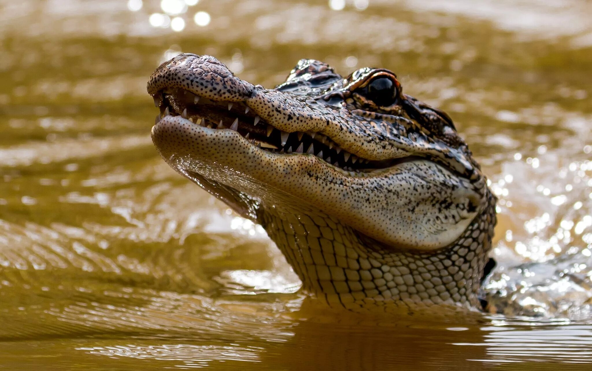 Крокодил картинка. Крокодил Аллигатор Кайман. Крокодил Аллигатор Кайман Геннадий. Caiman крокодиловый Кайман морда. Крокодил с крокодилятами.