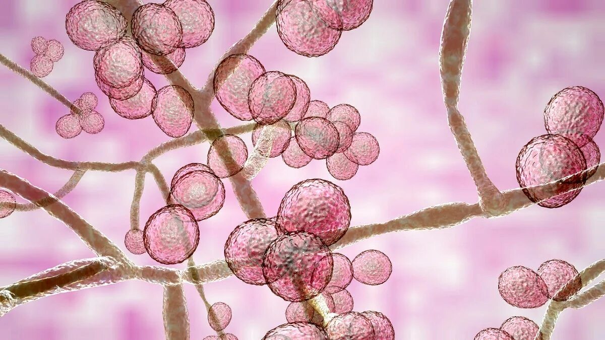 Candida albicans полукол. Грибки рода кандида. candida albicans. з.